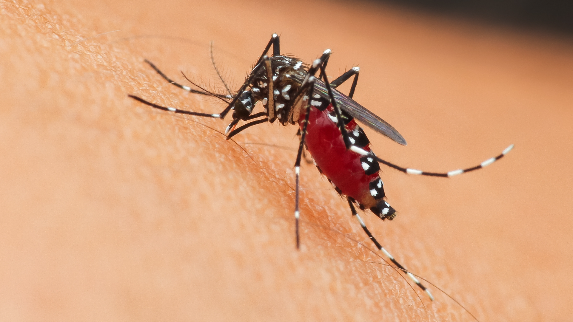 Understanding the Lifecycle of Mosquitoes: How Mosquito Shield Can Help